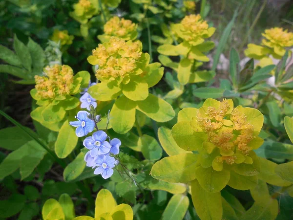 Квіти Блакитної Вероніки Жовтому Тлі Квіткового Молочного Бур Яну Euphorbia — стокове фото