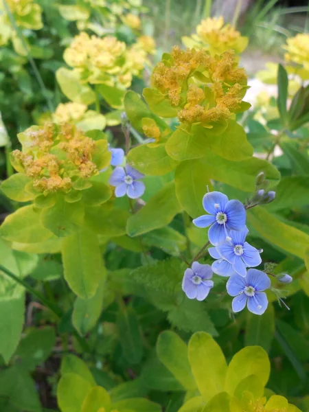 Μπλε Λουλούδια Βερόνικα Κίτρινο Φόντο Του Ανθοφόρου Milkweed Euphorbia Epithymoides — Φωτογραφία Αρχείου