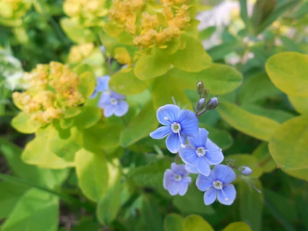 Blå Veronica Blommor Gul Bakgrund Blommande Mjã Lkogrã Euphorbia Epithymoides — Stockfoto
