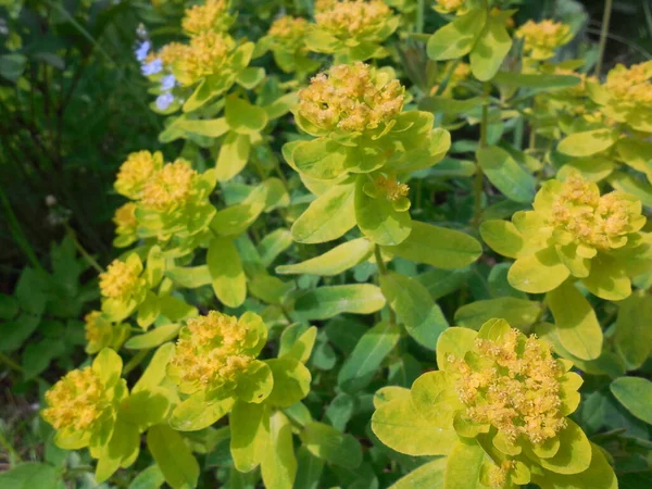 Floración Amarilla Brillante Euphorbia Epithymoides Milkweed —  Fotos de Stock