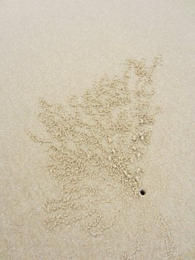 Küçük kum topları, küçük bir yengecin yuvasının etrafındaki yumuşak deniz kumu üzerinde alışılmadık güzel bir desen oluşturur..