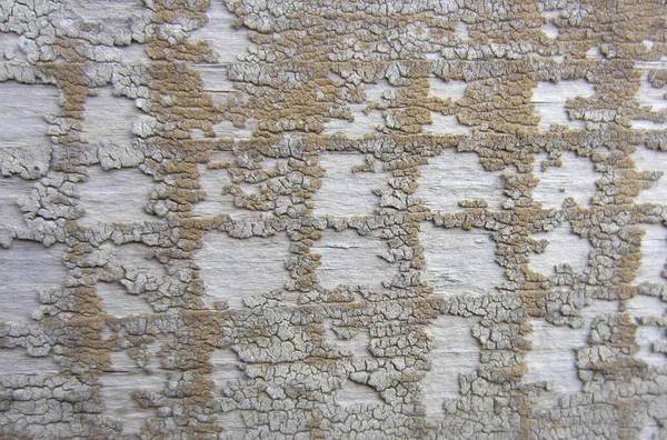 Çok Eski Ahşap Bir Tahta Boyası Soyulmuş — Stok fotoğraf