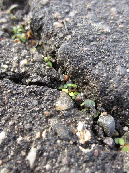 Kleine Spruiten Ontstonden Uit Zaden Gevangen Een Grote Scheur Het — Stockfoto