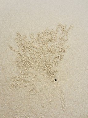 Küçük kum topları, küçük bir yengecin yuvasının etrafındaki yumuşak deniz kumu üzerinde alışılmadık güzel bir desen oluşturur..