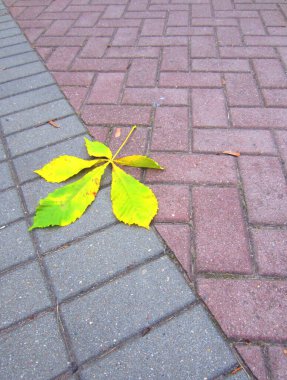 Dikdörtgen kaldırım levhalarını farklı tonlarda ve asfalt kalıplarıyla birleştirmek. Asfaltın arka planında parlak bir kestane yaprağı.