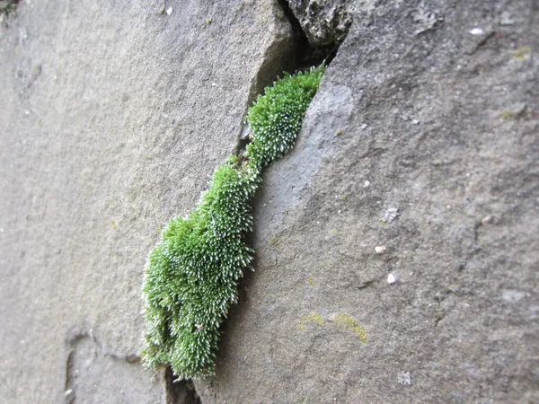 Düz Taş Levhalar Arasındaki Büyük Çatlaklardaki Duvarda Yeşil Yosun Var — Stok fotoğraf