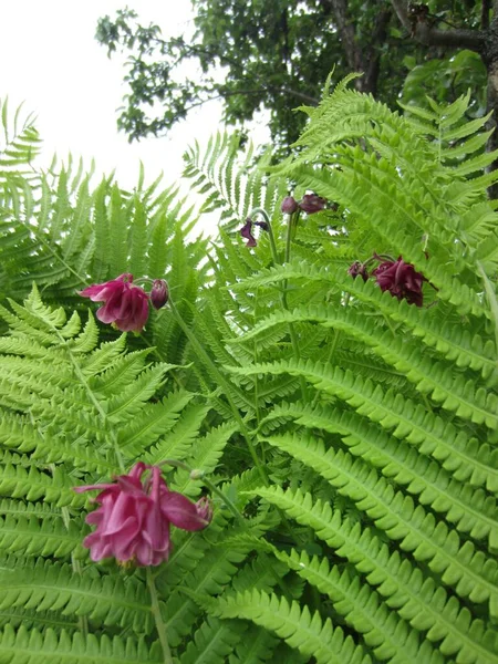 Fleurs Captage Roses Aquilegia Vulgaris Sur Fond Feuillage Ajouré Autruche — Photo