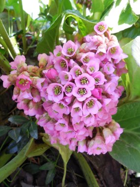Badan koyu yapraklı (Bergenia crassifolia), çiçek ve dekorasyonun zirvesi. Şişkinlik hoş pembe bir yakın plan çekimdir..