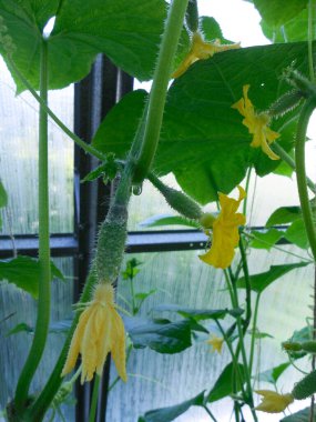 Serada sebze yetiştiriyor. İki küçük salatalık ve çiğ tanesinde sarı bir çiçek..