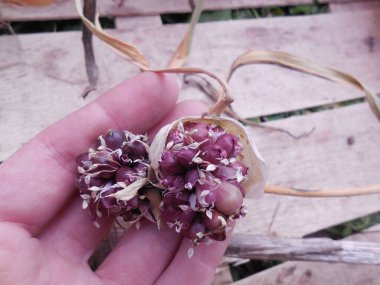 Sarımsak (Allium sativum L.) içinde olgun, küçük ampuller. Ahşap bir kutunun ve bir kadının elinin ışık panolarına karşı..