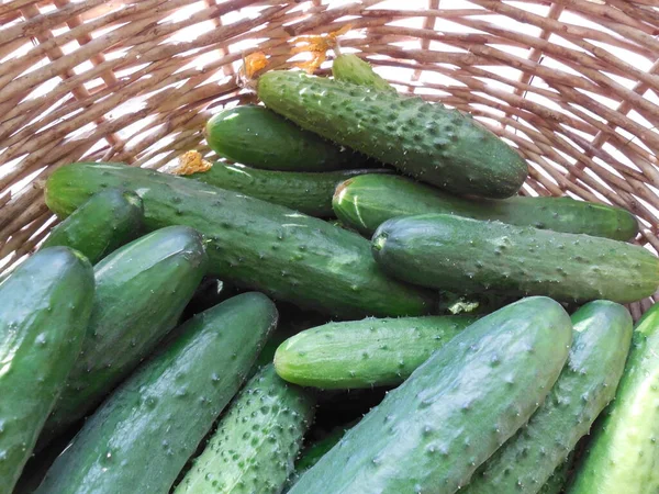 Fresh Cucumbers Just Collected Large Basket Walls Which Sun Shines — Stock Photo, Image