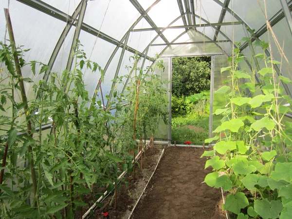 Cucumbers Tomatoes Grow Small Greenhouse Made Polycarbonate — Stock Photo, Image