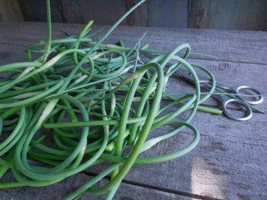 Yeni kesilmiş sarımsak okları (Allium sativum L.) eski kalaslardan yapılmış bir bankta yatar..