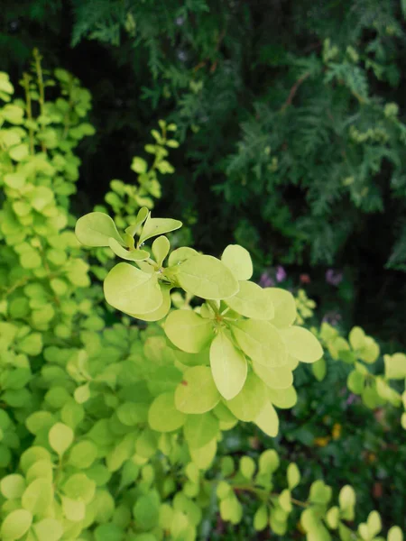 Inizio Dell Estate Giardino Foglie Crespino Giallo Verde Sfondo Verde — Foto Stock