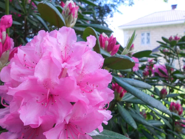 Evergreen Rhododendron Hybryda Haaga Pełni Otworzyła Swoje Jasne Różowe Kwiaty — Zdjęcie stockowe