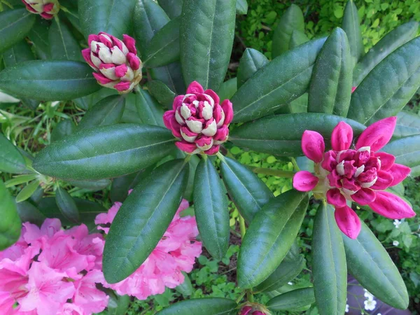 Hybryda Evergreen Rhododendron Haaga Ogrodzie Początek Kwitnienia Nieotwarte Pąki Zbliżenie — Zdjęcie stockowe