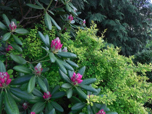 5月にはバラの花を背景に常緑のツツジのハイブリッド花が庭に咲きます — ストック写真