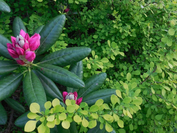 Híbrido Perenne Rhododendron Haaga Florece Jardín Mayo Contra Fondo Baya —  Fotos de Stock