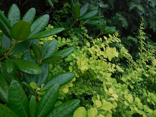 Rhododendron Evergreen Barberry Aurea Summer Rain Garden Composition Green Yellow — Stock Photo, Image