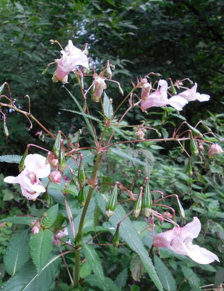 Φυτό Βαλσάμικο Δάσος Impatiens Glandulifera Ροζ Λουλούδια Και Ώριμα Φρούτα — Φωτογραφία Αρχείου