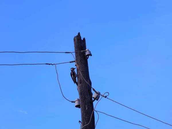 Old Rotten Wooden Electricity Pole Woodpecker Chops Wood Search Larvae — Stock Photo, Image