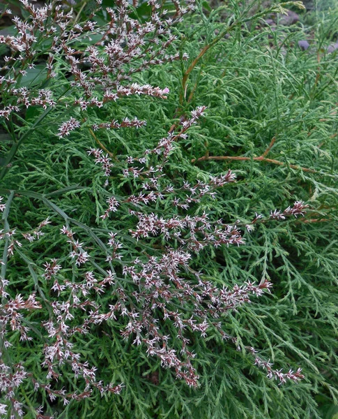 Кермек Татарский Гониолимон Limonium Tataricum Зеленом Фоне Других Растений — стоковое фото