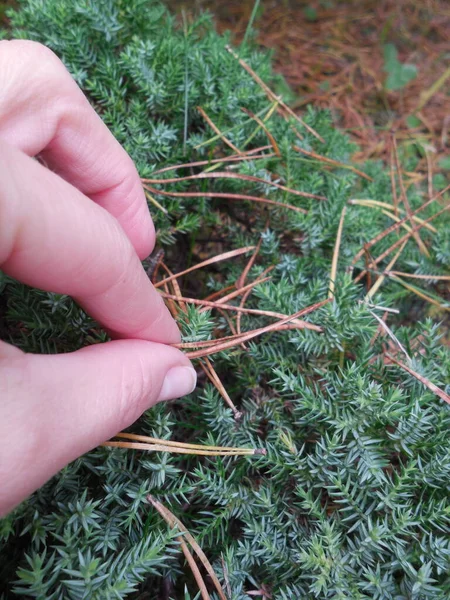 Trabajos Jardín Otoño Limpieza Agujas Pino Desgastadas Enebro Azul Juniperus —  Fotos de Stock