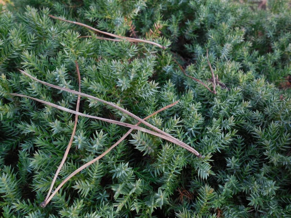 Abgestorbene Kiefernnadeln Einem Blauen Niedrig Wachsenden Wacholder Juniperus — Stockfoto