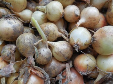 Küçük soğan soğanları (Allium cepa) - bahçe için ekme malzemesi.