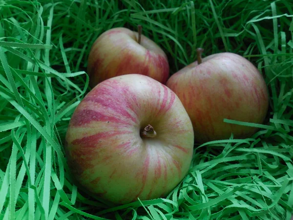 Kırmızı Sarı Çizgili Elma Yeşil Bir Yapay Kamışın Üzerinde Yatıyor — Stok fotoğraf
