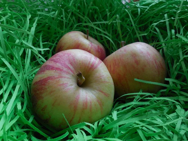 Kırmızı Sarı Çizgili Elma Yeşil Bir Yapay Kamışın Üzerinde Yatıyor — Stok fotoğraf