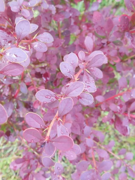 Buisson Épine Vinette Berberis Feuillage Violet Sur Lequel Gouttes Rosée — Photo