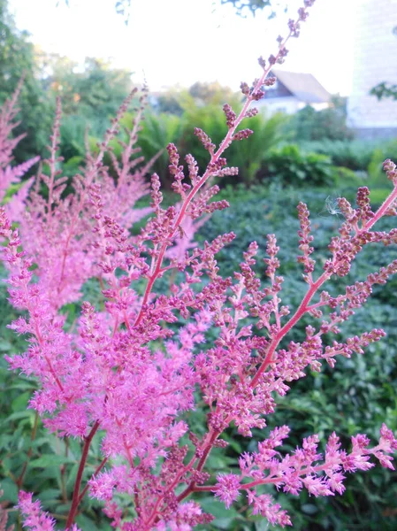 Beginning Flowering Bright Pink Astilbe Background Garden — Stock Photo, Image