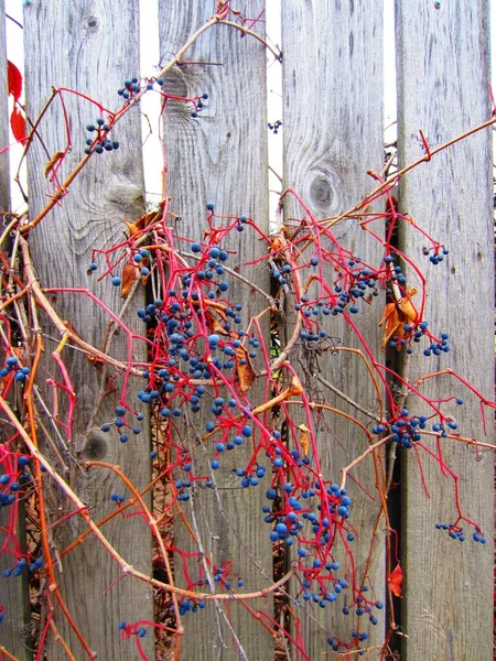 板で作られた古いフェンス フェンスの上には 赤とほぼ落ち葉と熟した果実の果実を持つリアナの乙女ブドウ Parthenocissus Triuspidata — ストック写真