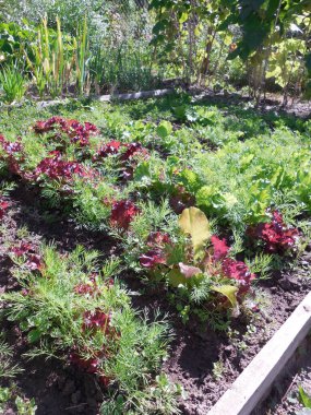 Bahçe yataklarında marul yetiştirmek için yeşillik ektim. Dill (Anethum Graveolens) ve çok renkli yaprak marulu (Lactuca).