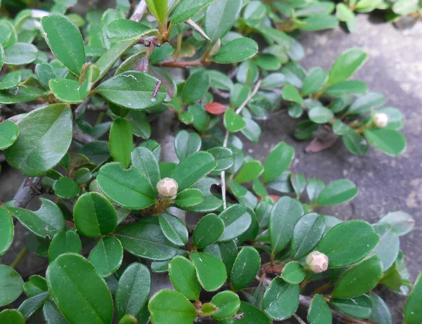 Düşük Büyüyen Yarı Yeşil Cotoneaster Dammeri Çiçeklenmenin Başında Tomurcuklar Görünür — Stok fotoğraf