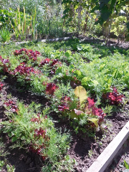 在园圃中联合种植生菜绿叶 和五颜六色的莴苣 Lactuca — 图库照片