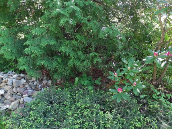 Тінистий Куточок Саду Сонячний День Травні Thuja Nesting Spruce Picea — стокове фото