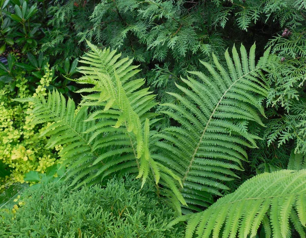 Pflanzung Einem Einfarbig Grünen Garten Sommer Thuja Straußenfarn Matteuccia Berberitze — Stockfoto