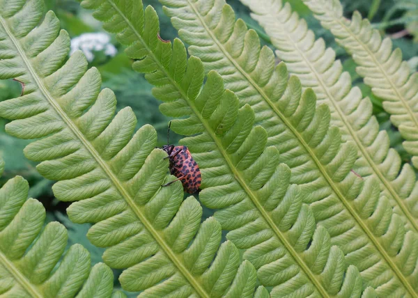 Lumineux Rayé Semblable Doryphore Pomme Terre Insecte Bouclier Forme Ligne — Photo