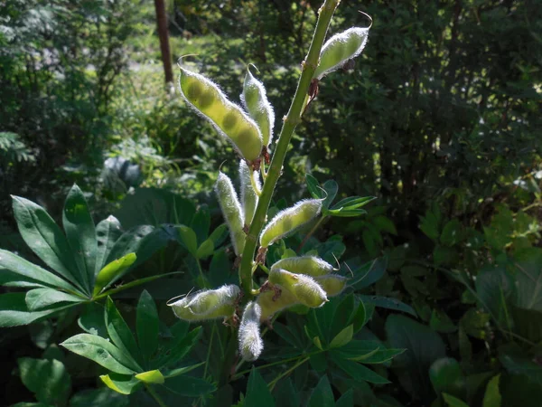 Lupin Lupinus Tohumları Güneş Tarafından Aydınlatılır Olgunlaşır Bezelyeler Açıkça Görülür — Stok fotoğraf