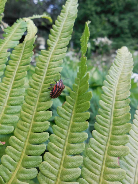 Bright, striped, similar to the Colorado potato beetle, the line-shaped shield bug (Graphosoma lineatum) sits on a fern leaf.