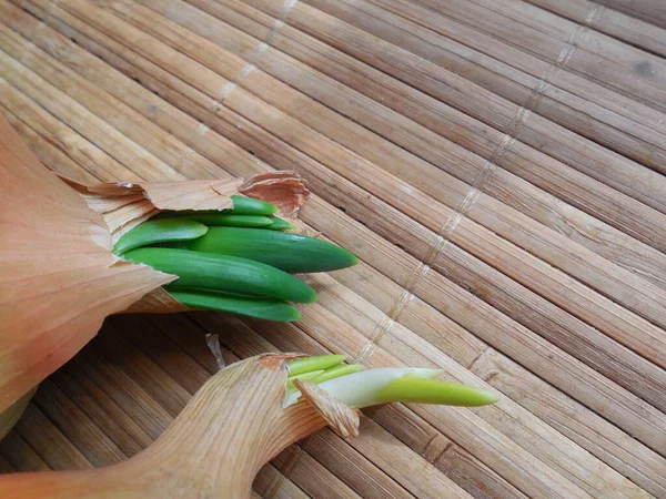 タマネギ アルセピア が芽吹き始め 美しい緑の芽が見え始めました — ストック写真