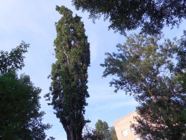 Balzamik kavak (Populus balsamifera), radikal taç budama işleminden bir yıl sonra (taç takma)).