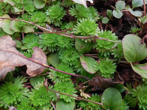 Saxifrage Mech Umbrosa Tvořil Hustou Zelenou Rohožku Tavených Růží — Stock fotografie