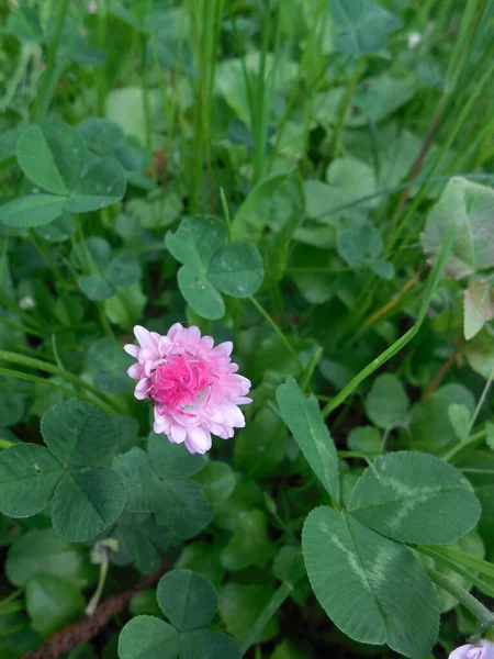 蒲公英在草叶和蒲公英叶中的一种亮粉色雏菊芽 — 图库照片
