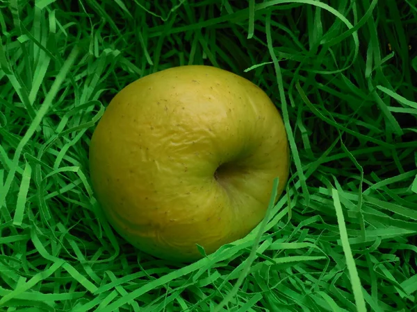 Kırışık Bir Cilde Sahip Parlak Sarı Bir Elma Meyve Çürümeye — Stok fotoğraf