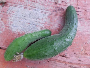 İki küçük eğri büğrü salatalık eski bir kırmızı tuğlanın üzerinde yatıyor..