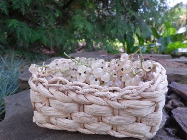 Bahçenin arka planında kuş üzümü (Ribes niveum) bulunan küçük bir hasır sepet..