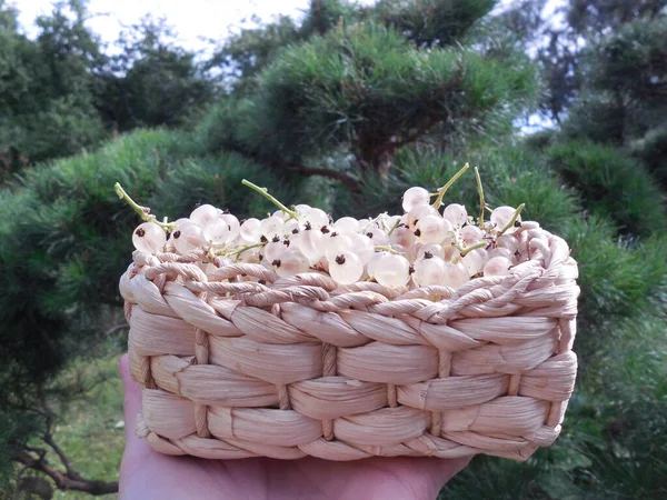 Ein Kleiner Weidenkorb Mit Weißen Johannisbeeren Ribes Niveum Auf Dem — Stockfoto